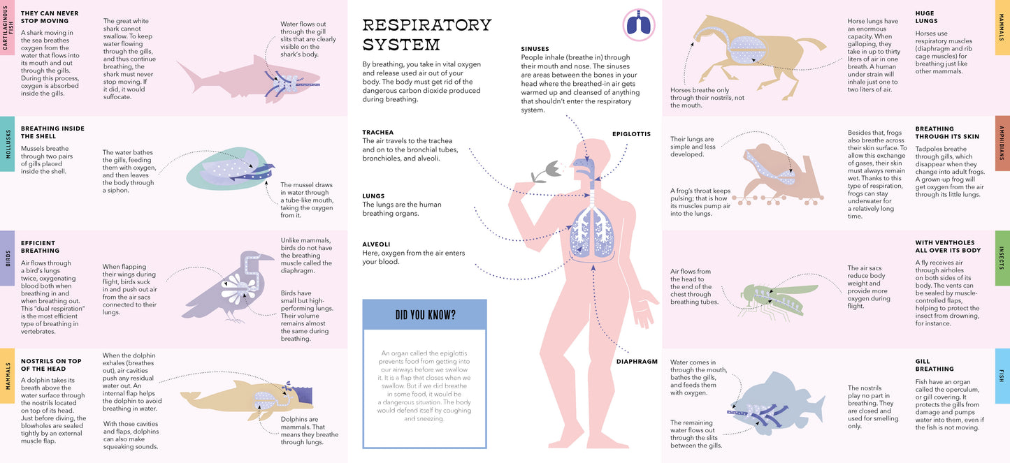 Foldout Anatomy