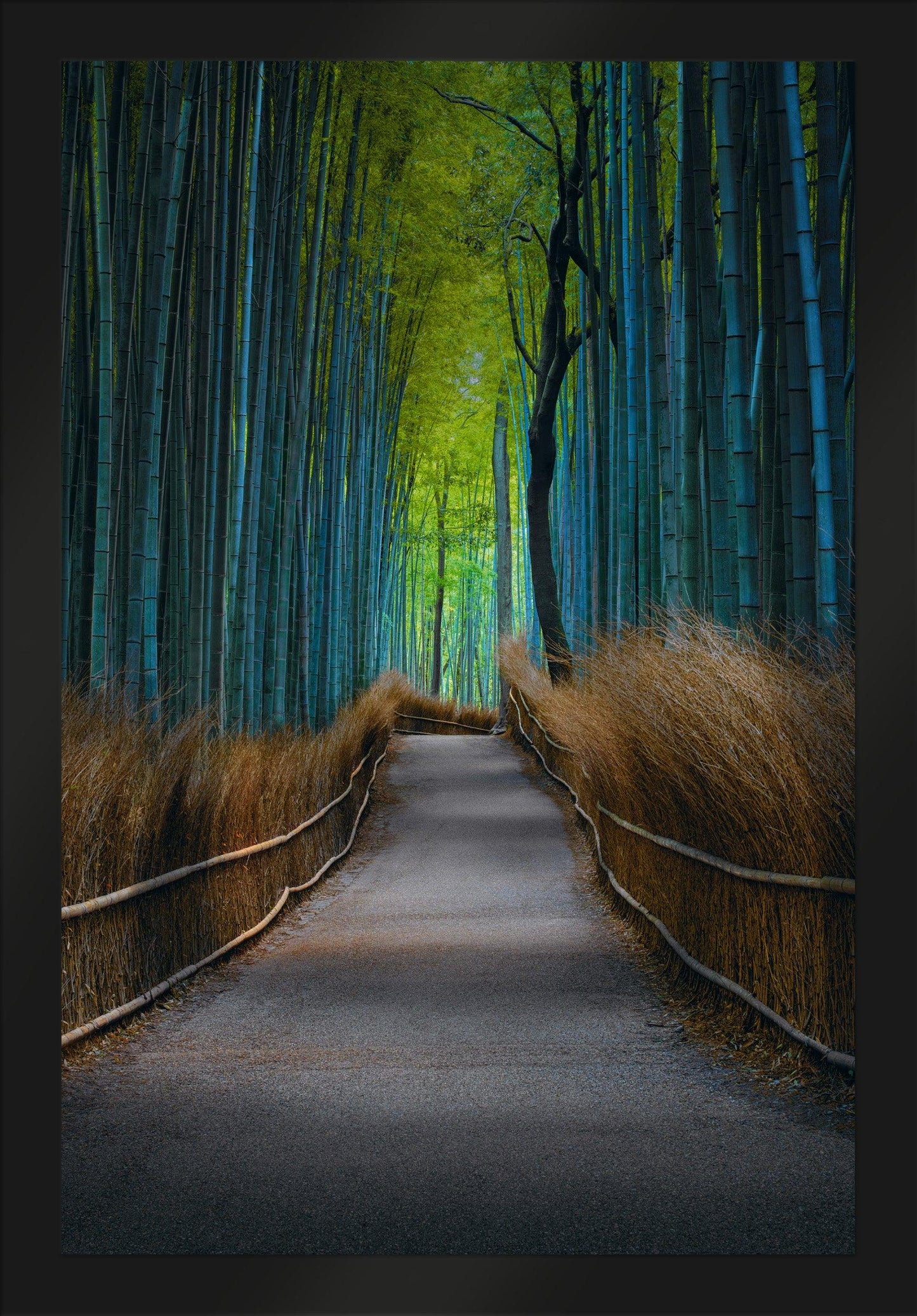 Kyoto Dreaming