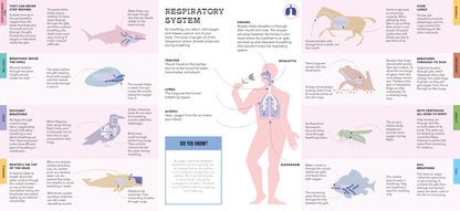 Foldout Anatomy