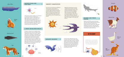 Foldout Anatomy