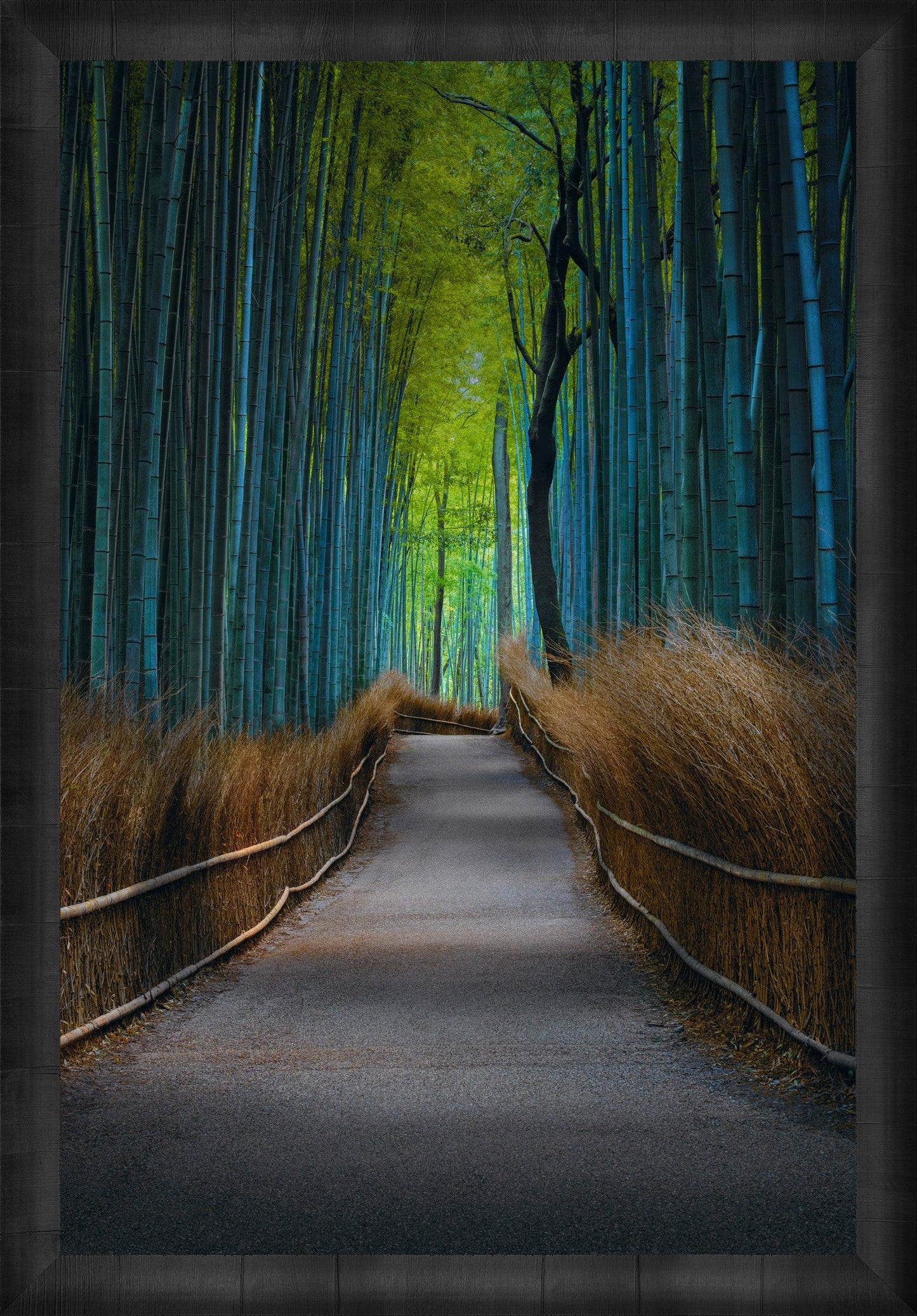 Kyoto Dreaming
