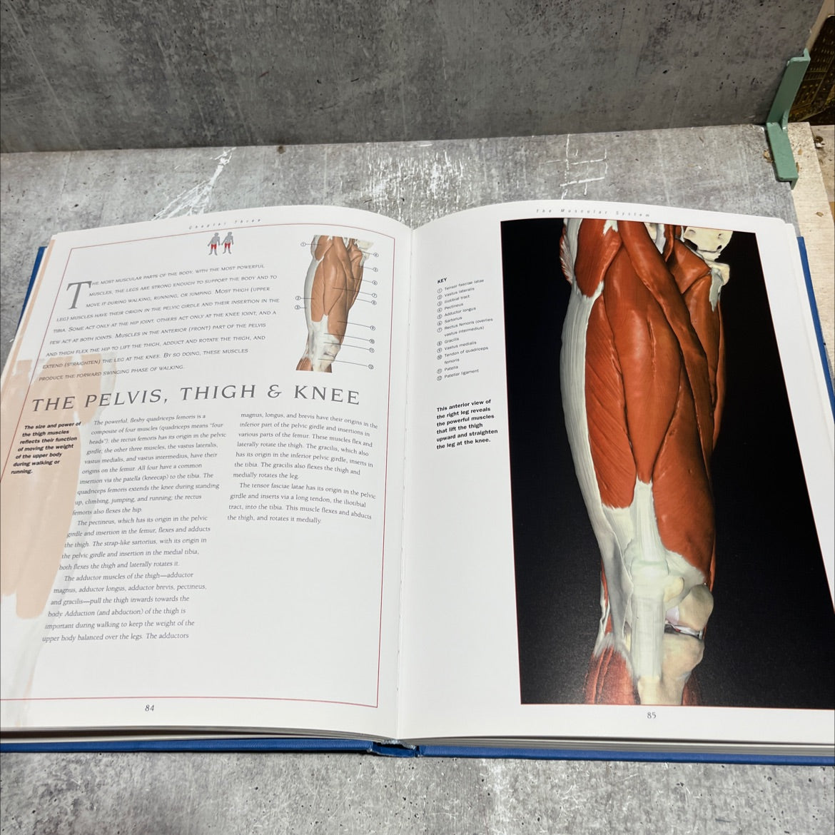 new atlas of human anatomy book, by Thomas McCracken, 1999 Hardcover